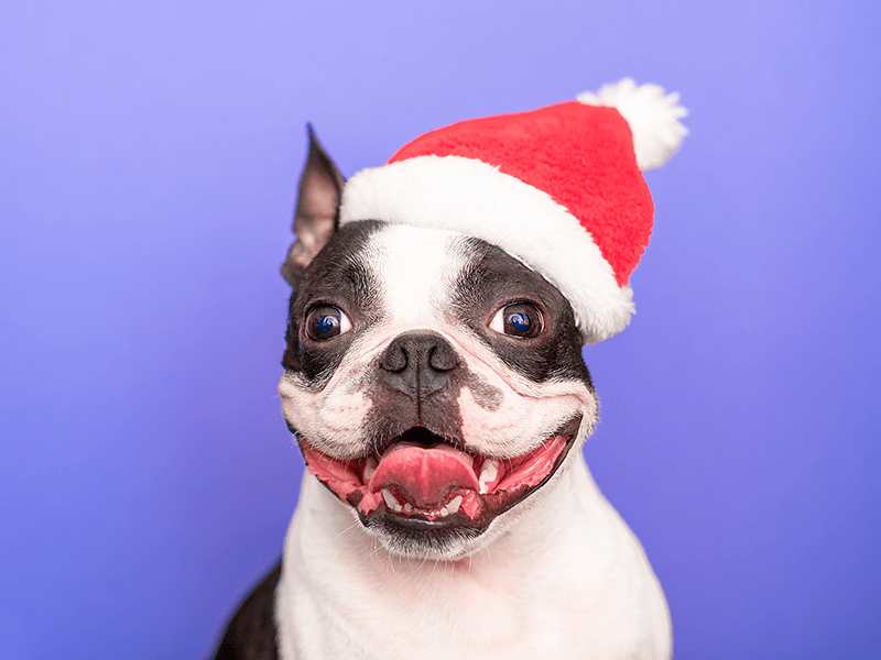 funny dog with a christmas hat on a clear background