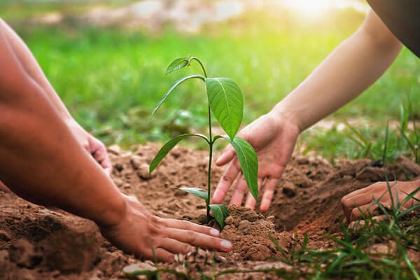 Two people planting a new tree in the ground